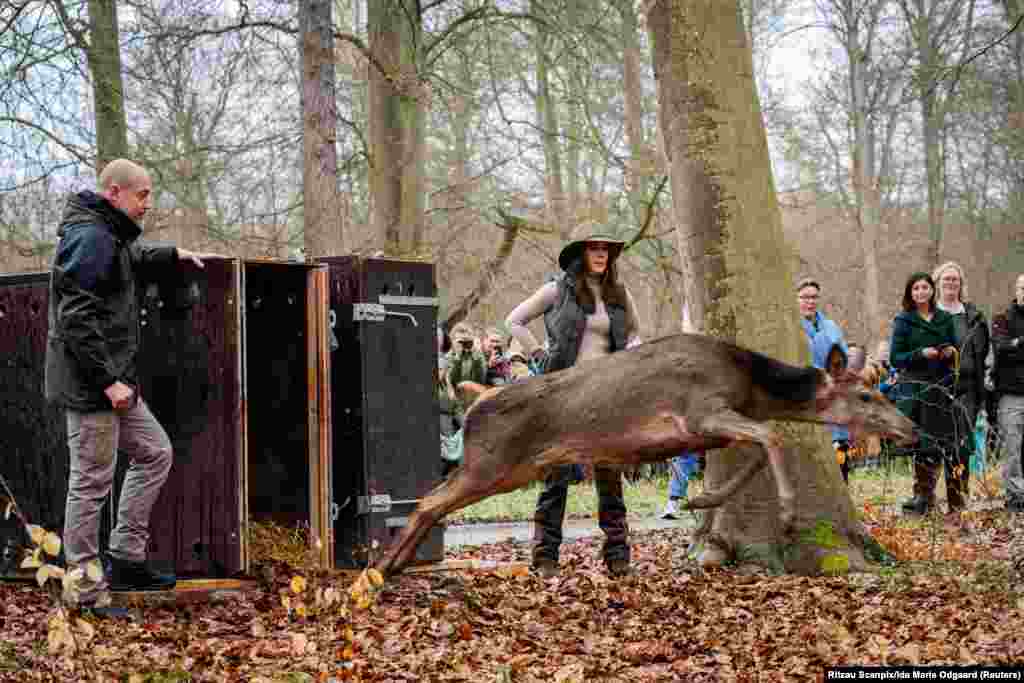 Denmark's Queen Mary and Environment Minister Magnus Heunicke release a deer as they inaugurate a new part of The Deer Park, near Naerum.