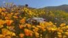 'Wisata Minim Kontak' Menyambut Kembalinya Fenomena "Super Bloom"