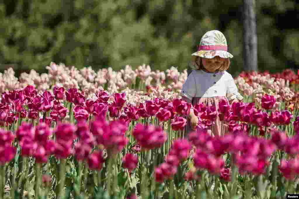 A girl walks among blooming tulips in a park in the outskirts of Kyiv, Ukraine, May 1, 2024.