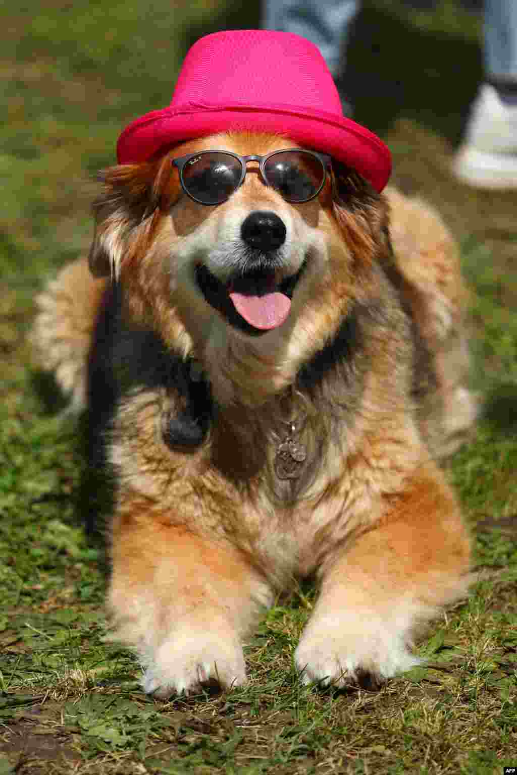 A dog wears a pink hat, ahead of the start of the 2nd stage of the 107th Giro d&#39;Italia cycling race, 161km between San Francesco al Campo and Sanctuary of Oropa (Biella) in San Francesco al Campo, Italy.