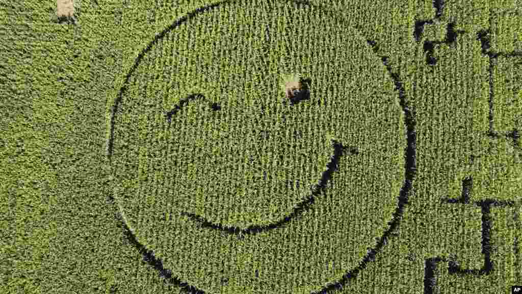 A farmer mowed a smiley into his corn field near Dortmund, Germany.