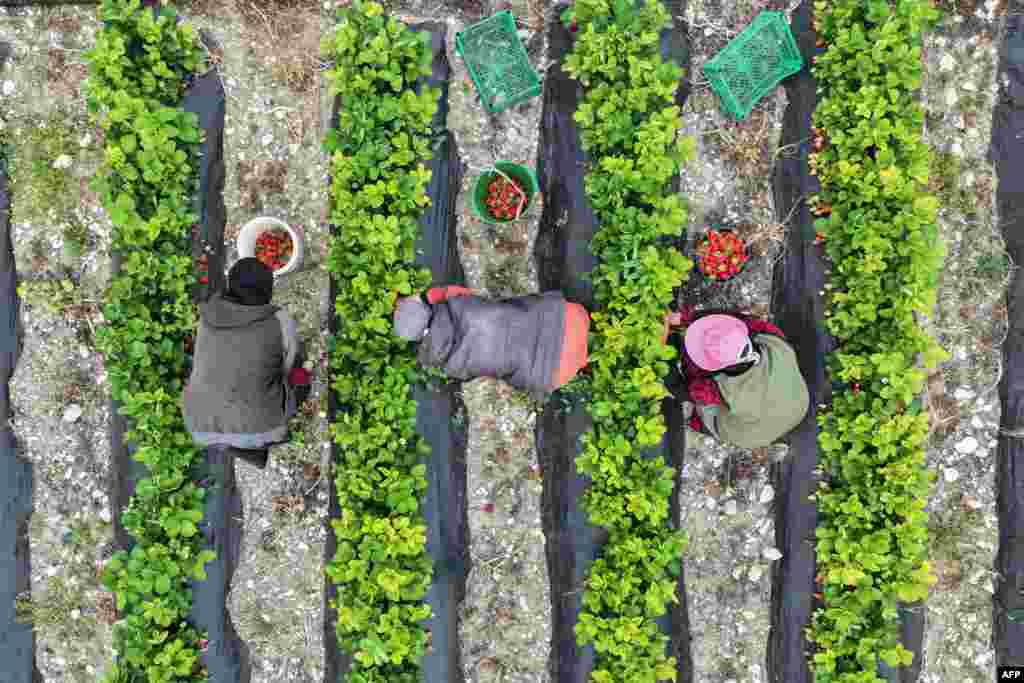 Farmers harvest strawberries in a field in Bidama village in Syria's rebel-held northwestern Idlib province.
