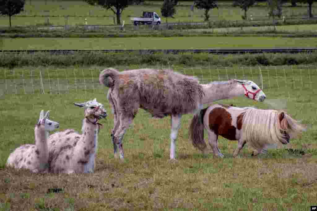 A lama spits on a shetland pony on a meadow in Wehrheim near Frankfurt, Germany.
