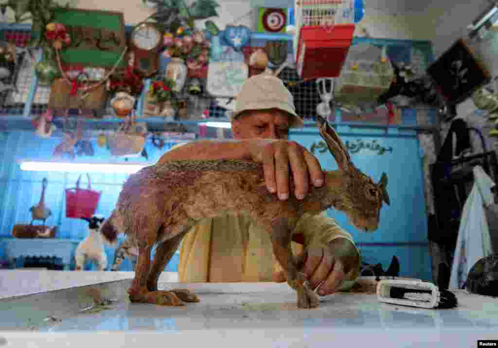 Tunisian taxidermist, Abdessalem Trabelsi, works on a stuffed rabbit inside his workshop in Rades.