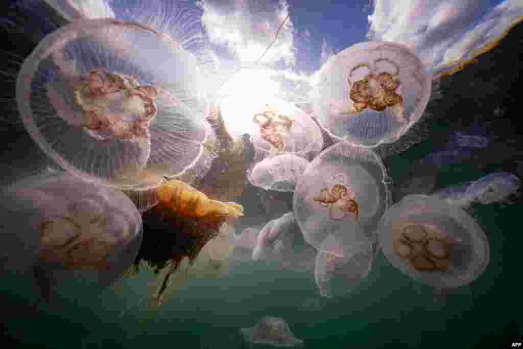 Moon Jellyfish (with rings) and Sting Jellyfish (yellow-orange inside) are seen among a group of several thousand swimming off Seglvik, in Norway, Sept. 11, 2023.
