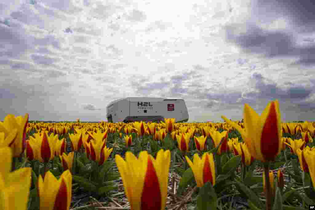 Theo the robot checks Dutch tulip fields for sick flowers in Noordwijkerhout, The Netherlands. The boxy robot, named after a former employee at the WAM Pennings flower farm near the Dutch North Sea coast, is a new high-tech weapon in the battle to root out disease from the bulb fields. 