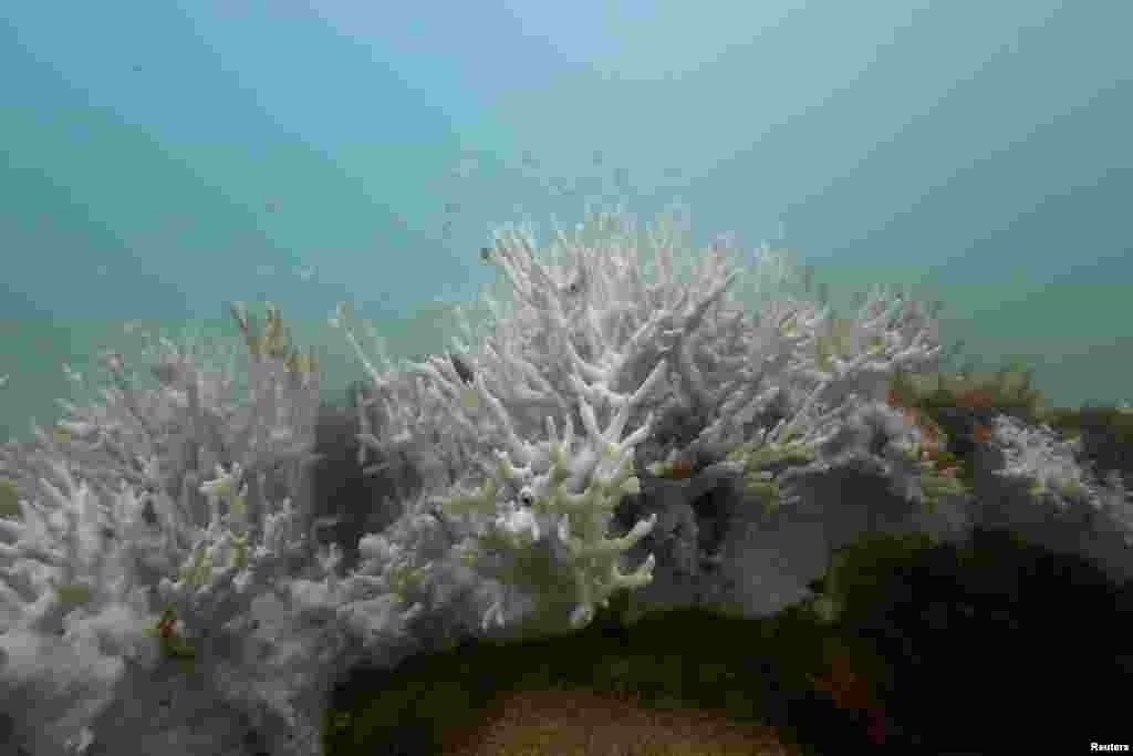 Bleached coral is seen in a reef at the Costa dos Corais in Japaratinga in the state of Alagoas, Brazil, April 16, 2024. Brazil is bracing for what may be its worst-ever coral bleaching event as extremely warm waters damage reefs in the country's largest marine reserve, threatening the region's tourism and fishing revenues. 