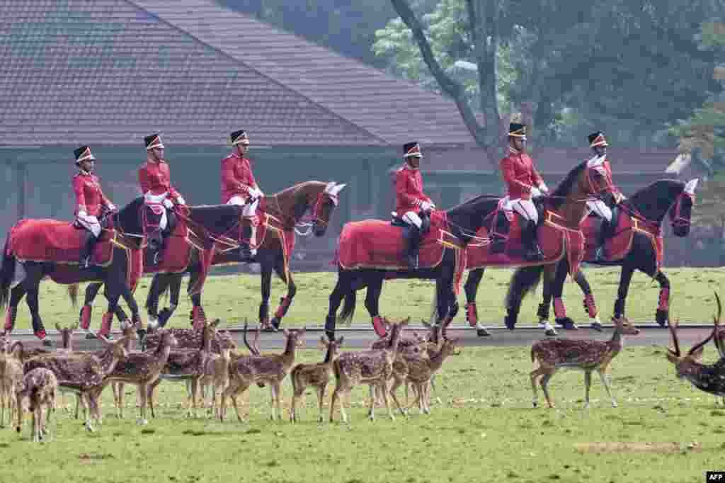 Deer watch as the mounted honor guard escorts the vehicle carrying Australia's Governor-General David Hurley at the Presidential Palace in Bogor, West Java, before his meeting with Indonesian President Joko Widodo.