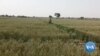 Nigerian Manufacturers Struggle with Wheat, Energy Shortages 