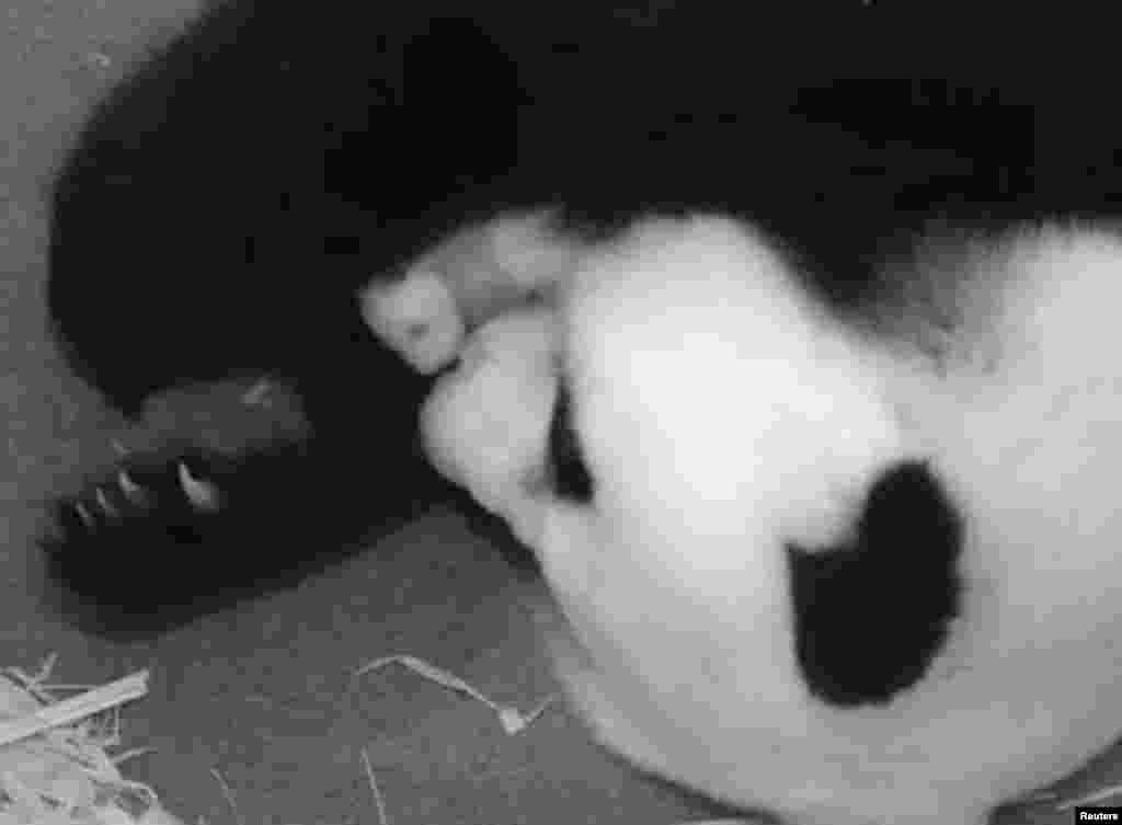 Seekor induk panda Mei Xiang memeluk bayi panda yang baru lahir di Kebun Binatang Nasional Smithsonian di Washington, DC, AS.