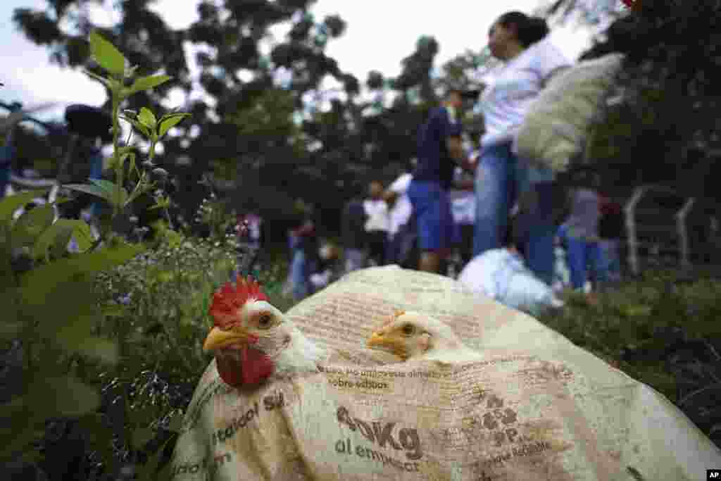 Chickens sit in a bag after they were brought by Venezuelans who crossed the river to Arauquita, Colombia. Venezuelans are seeking shelter in Colombia this week following clashes between Venezuela's military and a Colombian armed group.