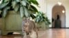 Willow, la gata adoptada por el presidente Joe Biden y su esposa la primera dama, Jill Biden, a la Casa Blanca en Washington DC, en enero de 2022.