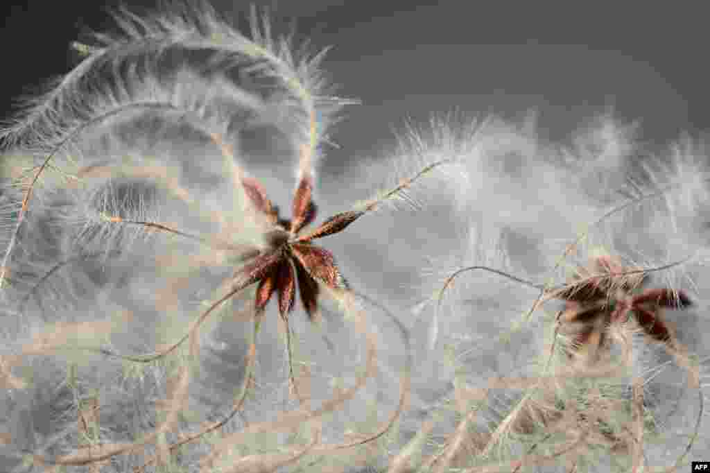An "Old Man's Beard" is seen in Bamberg, southern Germany. The plant generally grows hanging from tree branches, resembling gray or greenish hair.