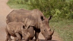 Caçadores furtivos abatem 200 rinocerontes em Moçambique