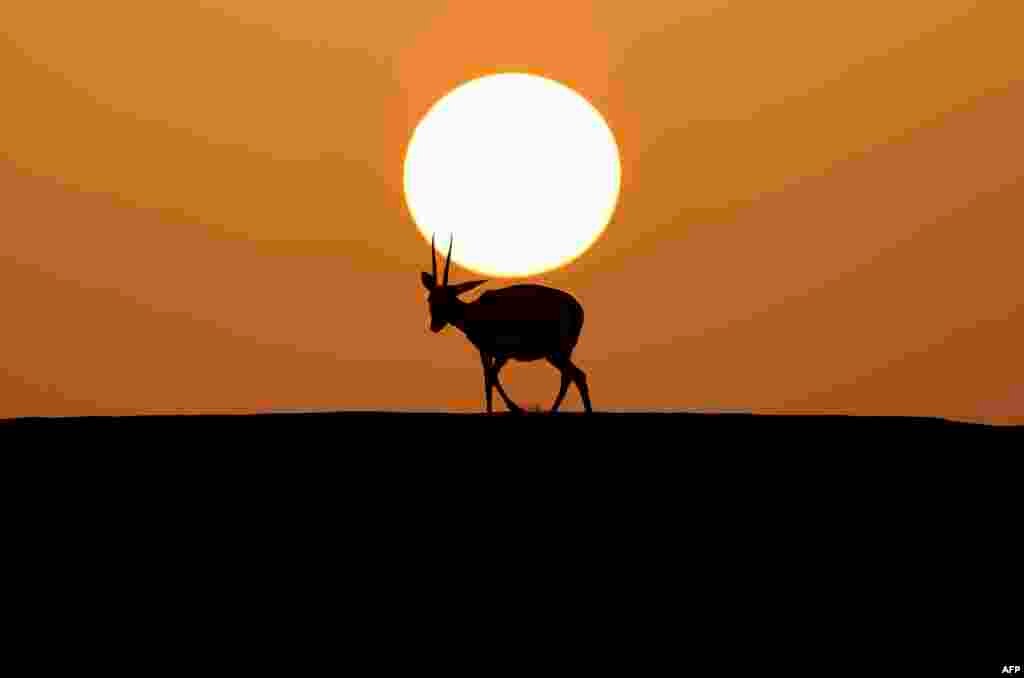 Sejenis rusa padang pasir, yang dikenal sebagai "Reem", terlihat di Telal Resort di pinggiran kota al-Ain di ujung timur Teluk Emirat, Abu Dhabi, UEA. (Foto: Karim SAHIB / AFP )