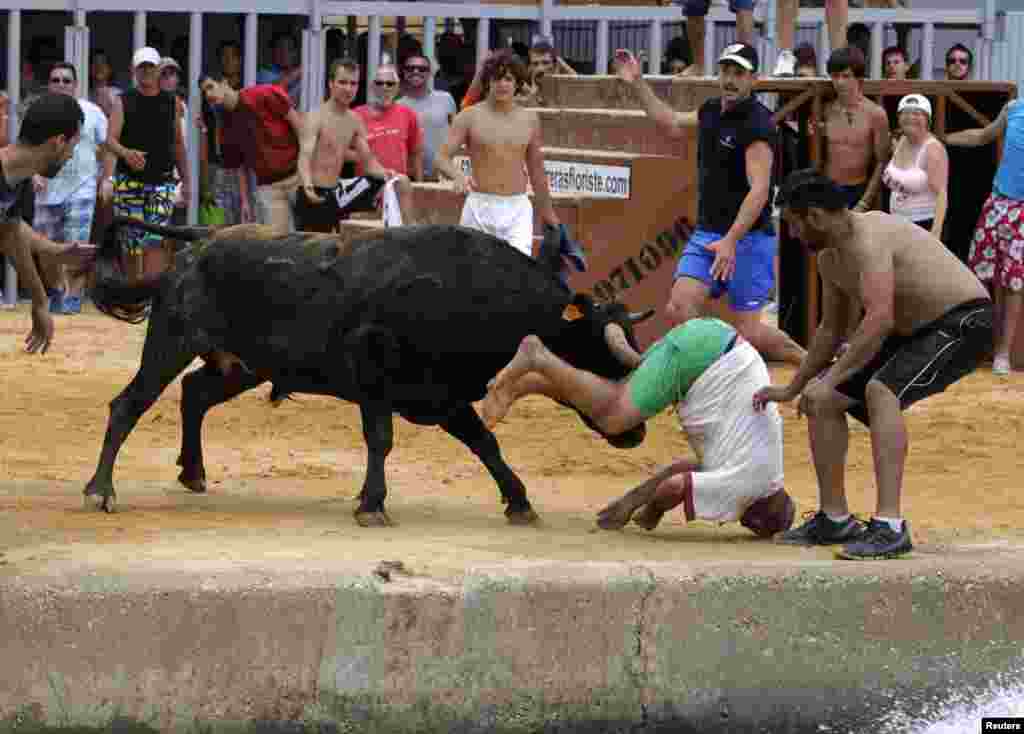 A reveler gets gored by a bull during the "Bous a la Mar" festival in the eastern Spanish coastal town of Denia.