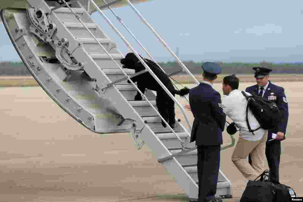 Anjing keluarga Presiden Obama 'Sunny' melompat ke tangga pesawat Air Force One di pangkalan udara Buzzards Bay, Massachusetts.