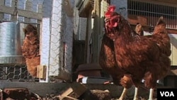 Las gallinas Rhode Island Red en Washington.