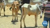 ከምሽቱ 3:00 የአማርኛ ዜና