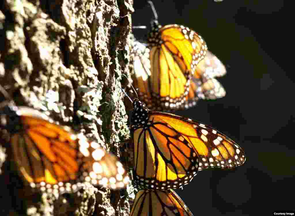 Monarch butterflies catching the sun on an oyamel tree in a Mexican overwintering site. (Credit: Jaap de Roode)