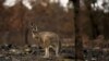 Wildlife Catastrophe Caused by Australian Bushfires