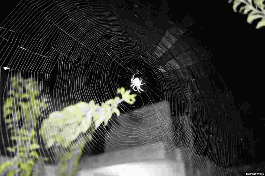A spider weaves a web in Jalalabad, Afghanistan (Photo by Wahidullah/Afghanistan/VOA reader)