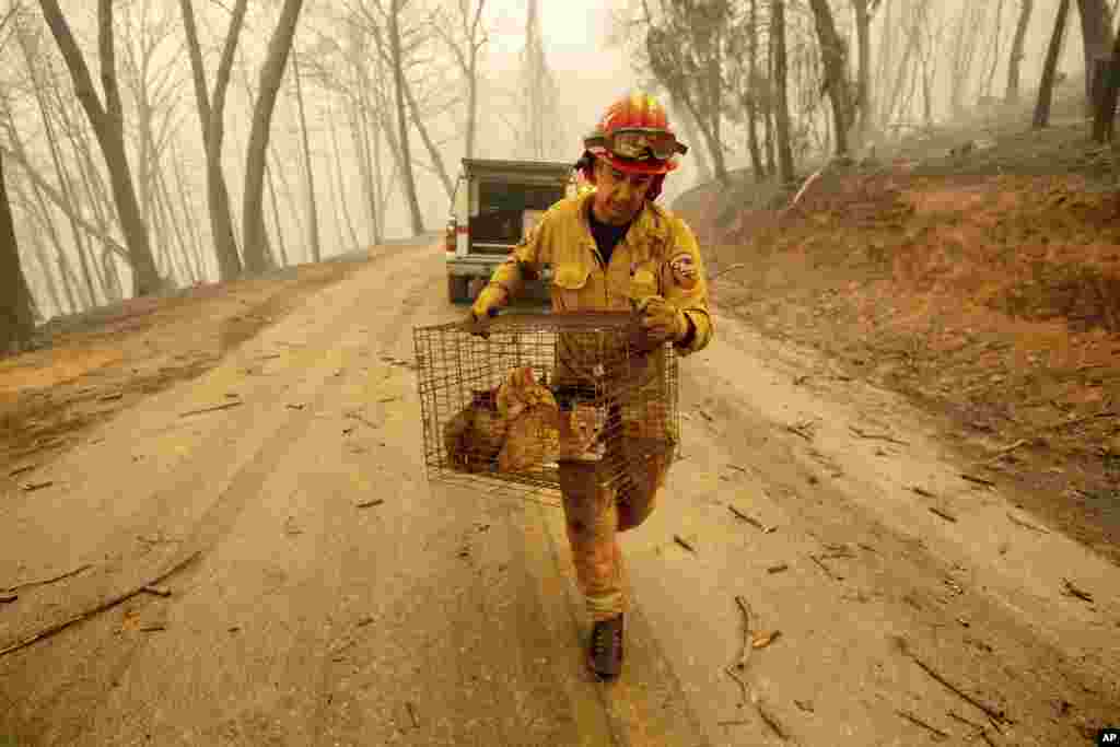 Capt. Steve Millosovich carries a cage of cats while battling the Camp Fire in Big Bend, Calif., Nov. 9, 2018. Millosovich said the cage fell from the bed of a pick-up truck as an evacuee drove to safety.