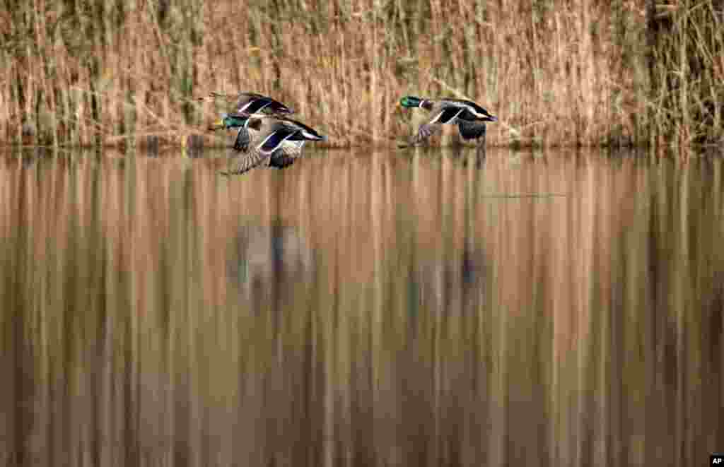 Wild ducks fly over a lake near the village of Tonovo, 70 km west of the capital Minsk, Belarus.