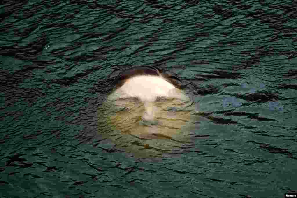 A fiberglass sculpture entitled 'Bihar' ("Tomorrow," in Basque) by Mexican hyperrealist artist Ruben Orozco, is submerged in the Nervion River in Bilbao, Spain, Sept. 27, 2021.