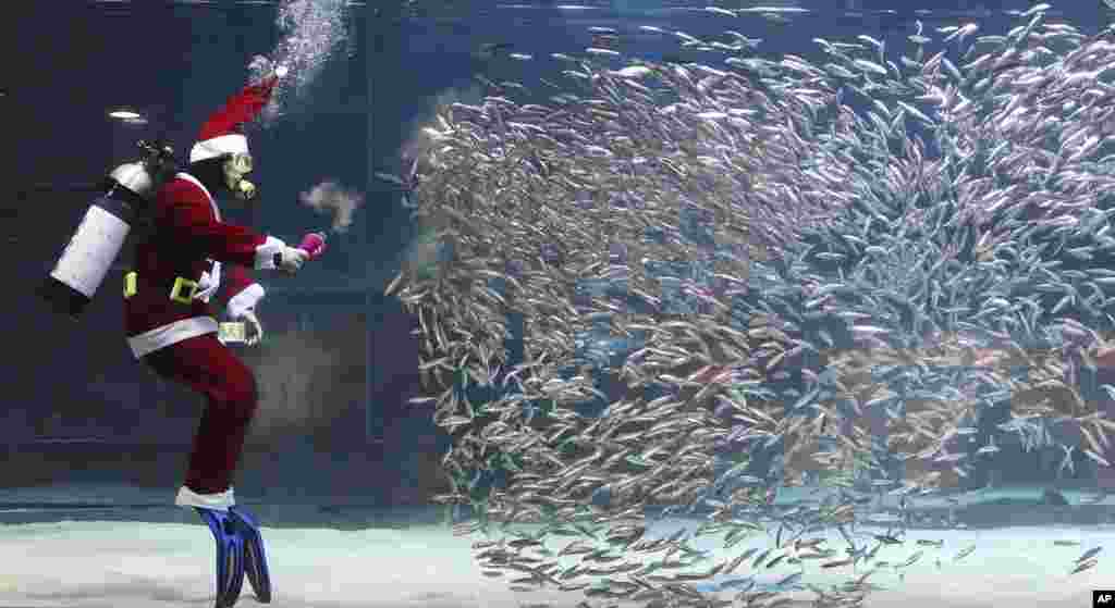 Seorang penyelam memakai pakaian Sinterklas memberi makan ikan-ikan di Aquarium kota Seoul, Korea Selatan.