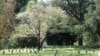 The National Cemetery in Vicksburg National Military Park in Mississippi is the final resting place for 17,000 Union soldiers.