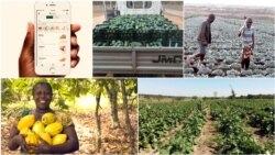 Startup Field Right já começou a contactar produtores angolanos