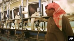 Alimentar el ganado en Arabia Saudita es un problema si no se tiene suficiente agua. La solución: comprar tierra en el extranjero.