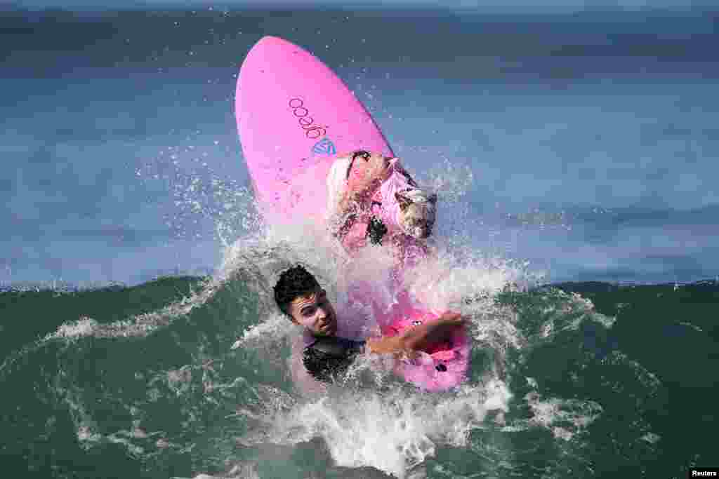 A dog gets wiped out during the Surf City Surf Dog competition in Huntington Beach, California, Sept. 25, 2016.