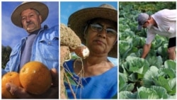Agricultores que estão a participar da plataforma digital criada pela Field Right em Santa Catarina