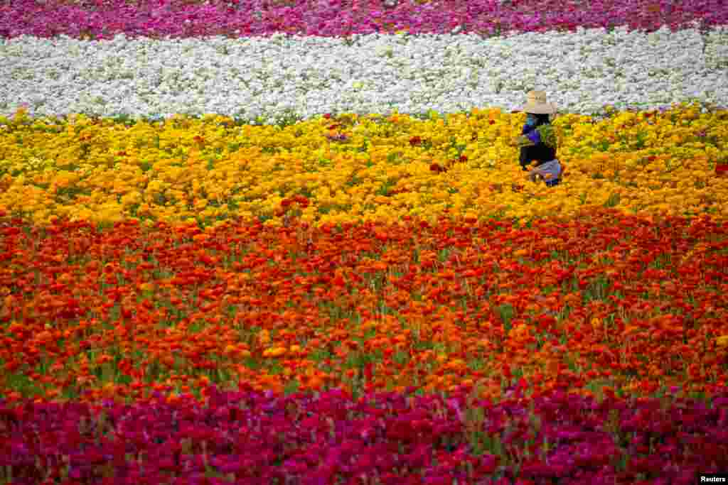 A field worker picks Ranunculus flowers at "The Flower Fields" in Carlsbad, California.