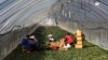 Migrant workers work inside a greenhouse at a farm in Pocheon, South Korea on Feb. 8, 2021. Activists and workers say migrant workers in Pocheon work 10 to 15 hours a day, with only two Saturdays off per month. (AP Photo/Ahn Young-joon)