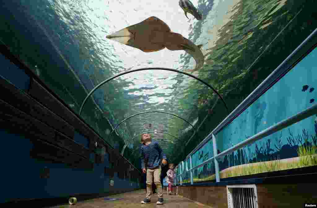 A child looks up at fish at SEA LIFE Sydney Aquarium on the venue's first day of reopening, following an extended closure due to COVID-19 lockdown orders, in Sydney, Australia.
