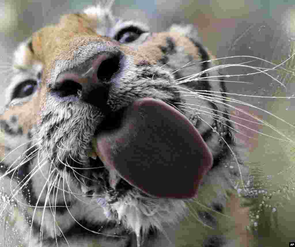 Seekor harimau Bengal yang bernama "Pnoy" menjilat kaca yang merupakan sangkarnya saat ia mandi di Kebun Binatang Malabon di kota Malabon, sebelah utara Manila, Filipina. 