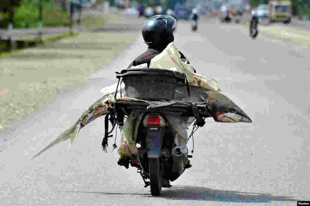 A fishmonger carries a shark on his motorcycle, in Padang, West Sumatra, Indonesia, in this photo taken by Antara Foto.