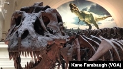 Kerangka T-Rex saat dipamerkan di Stanley Field Hall di Field Museum di Chicago, sebagai ilustrasi. (Foto: VOA/Kane Farabaugh)