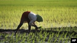 la agricultura es uno de los sectores que reciben ideas para el concurso Tech-I.