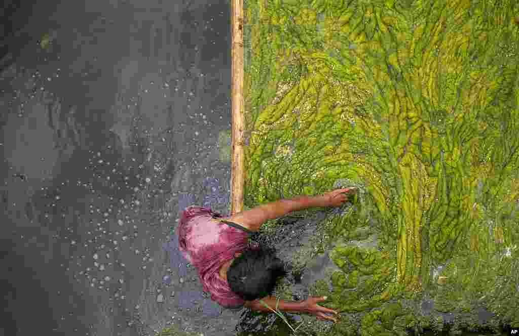 A Nepalese worker cleans algae at the Kamal Pokhari pond in Kathmandu, Nepal. Kamal Pokhari pond is one of the oldest ponds, and is undergoing restoration.
