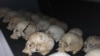 20th Commemoration of the Genocide in Rwanda