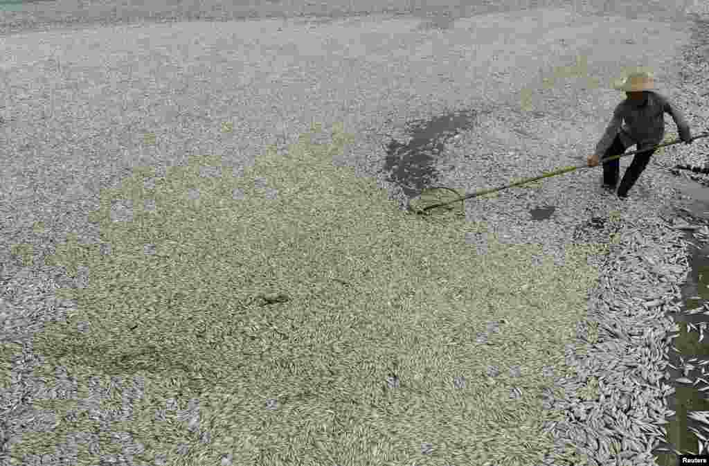 A worker clears dead fish floating on the banks of the polluted Fuhe river in Wuhan, Hubei province, China. According to local media, around 30,000 kg (66,139 lbs) of dead fish have been removed from the water.
