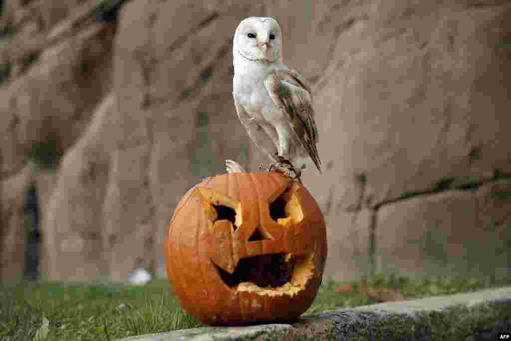 Seekor burung hantu berdiri di atas labu kuning yang diukir untuk perayaan Halloween di kebun binatang kota Turin, Italia utara.