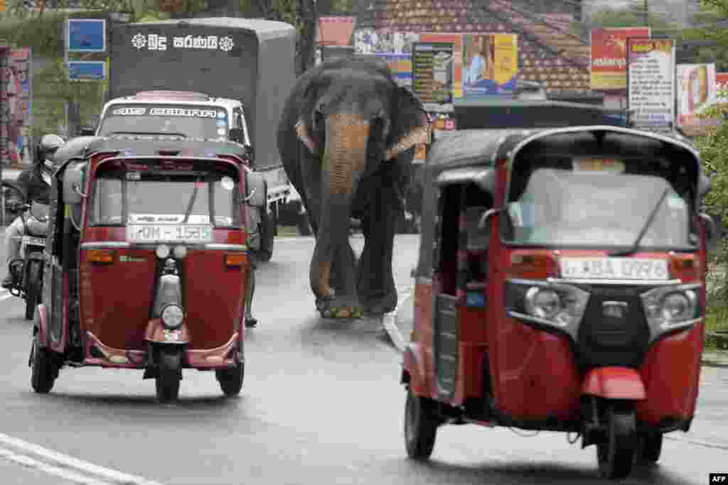 A mahout walks next to his elephant through a busy street in Horana, a suburb of Sri Lanka's capital Colombo.
