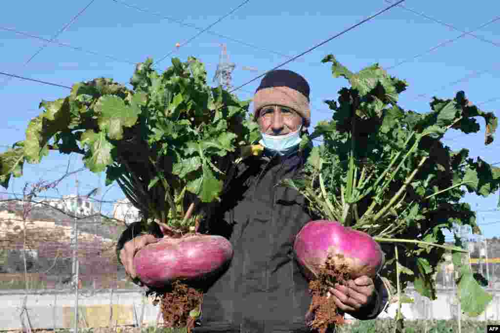 Petani Palestina Atta Jaber membawa lobak raksasa yang ia panen dari kebunnya di seberang permukiman Israel di Kiryat Arba, kota Hebron, Tepi Barat, wilayah Palestina yang diduduki Israel. (Foto: Hazem Bader / AFP)