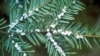 Warmer Temps Trigger More Disease