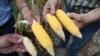¿Cómo le afecta el fenómeno El Niño al Triángulo Norte de Centroamérica? 